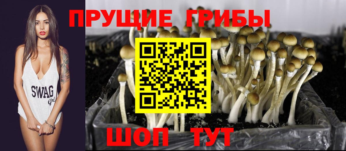 Псилоцибиновые грибы Psilocybine cubensis  Вход с VPN  Галлюциногенные грибы мицелий  Оренбург 